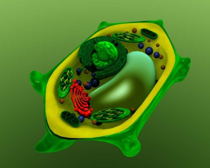PLANT CELL preview image 1